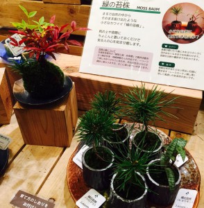 緑の苔株