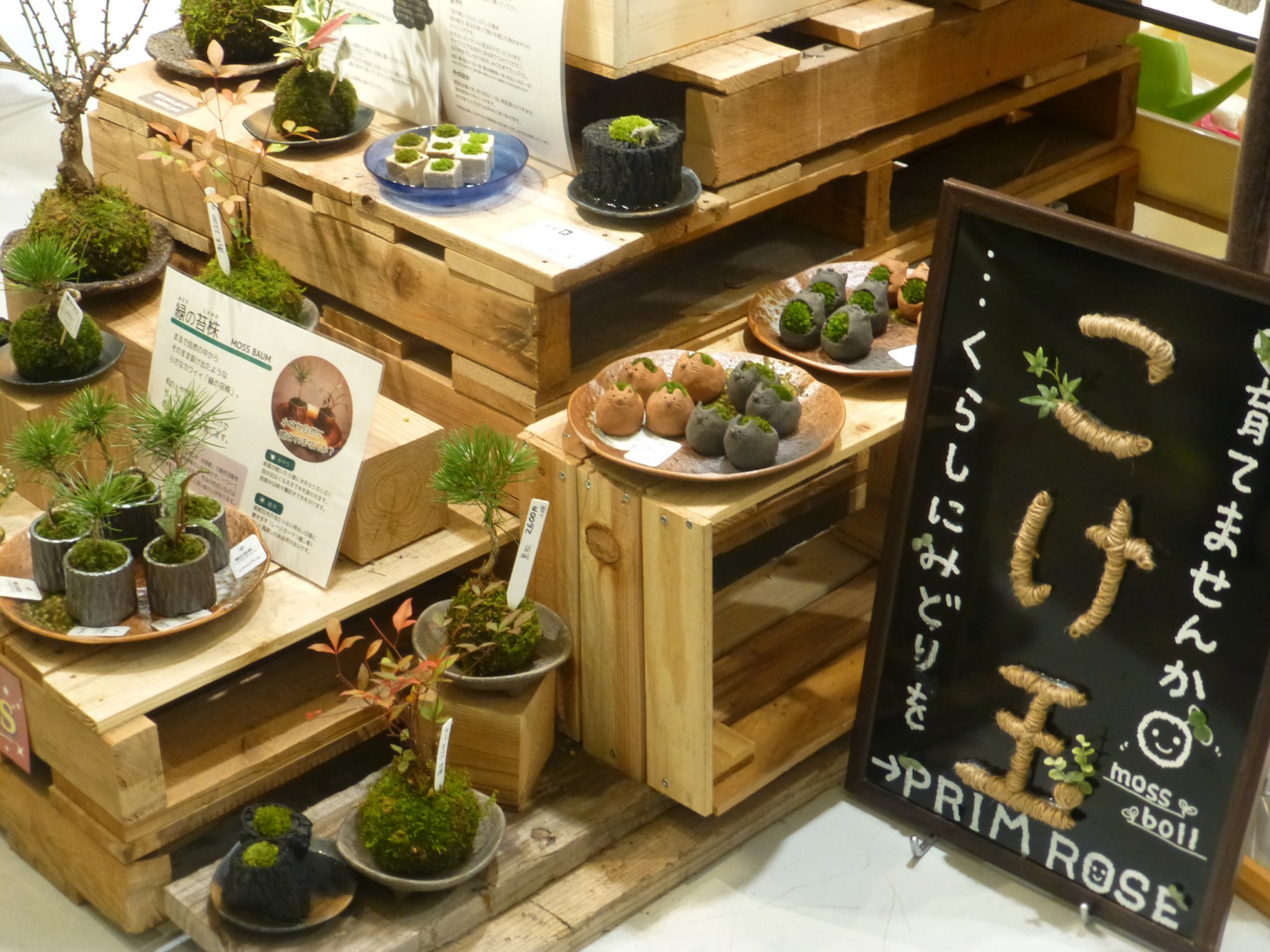 tamanya_shobu201512