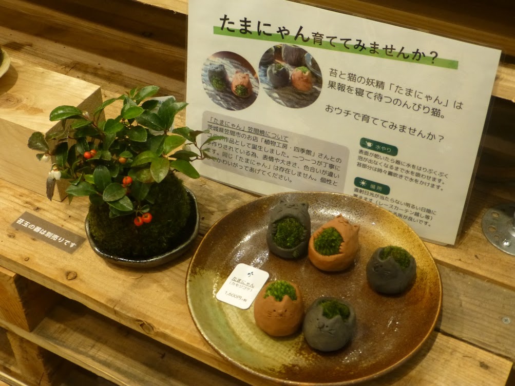 プリムローズ・イオンモール下妻店様の「たまにゃん」