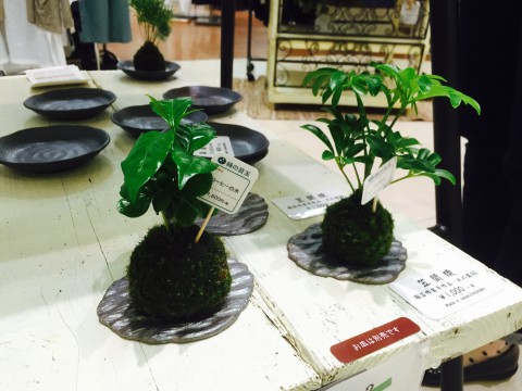 緑の苔玉