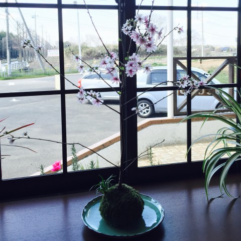 sakura-kokedama