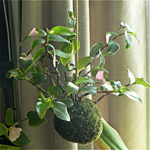 kokedama1