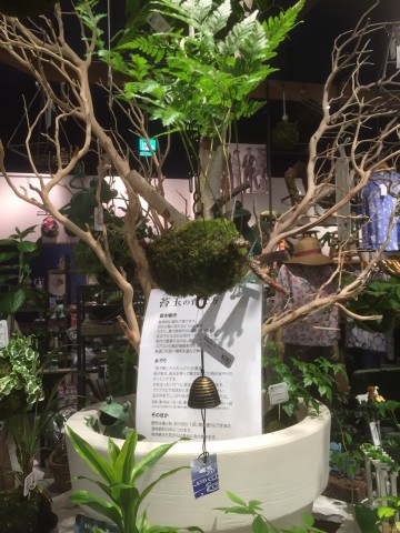 緑の苔玉・風鈴バージョン