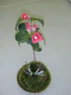 椿の苔玉
