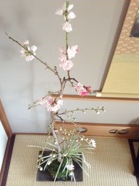 ハナモモの苔玉