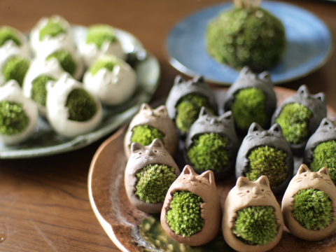 tamanyan-shinsyhoku
