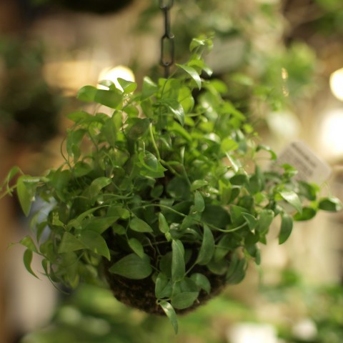 緑の苔玉・つりだま