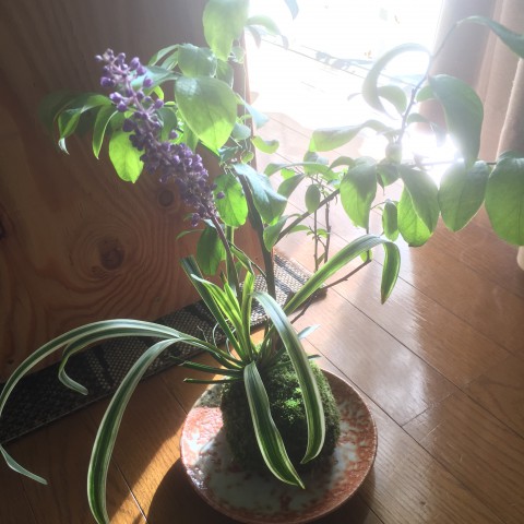 下草のある苔玉