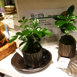 緑の苔株