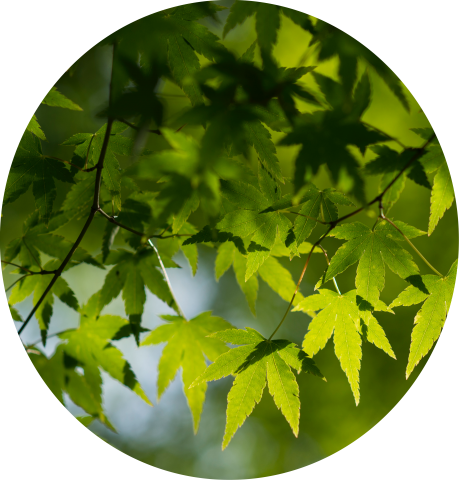 momiji