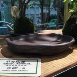 植彩皿・木の切株