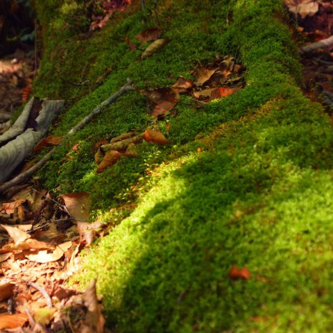苔のある風景