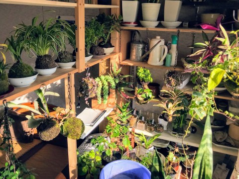 苔玉ラボ
