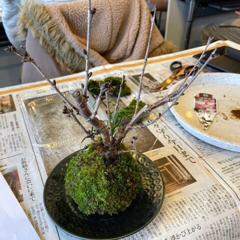 桜の苔玉教室